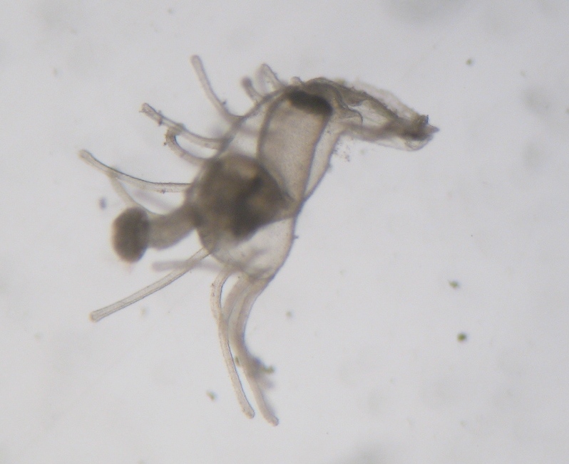Foronideo (Phoronis hippocrepia)